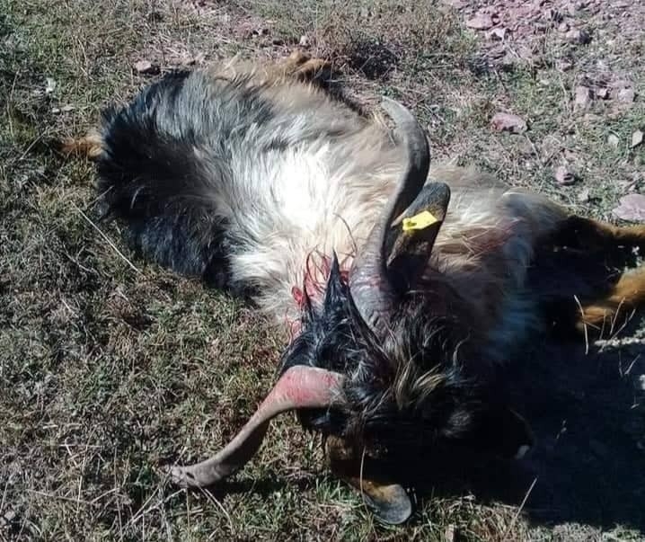 Kurtların Saldırdığı 9 Küçükbaş Hayvan Telef Oldu