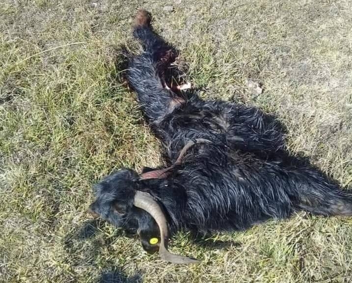 Kurtların Saldırdığı 9 Küçükbaş Hayvan Telef Oldu