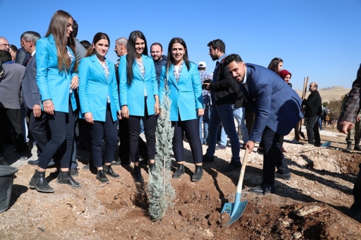 Mardin’de 243 Bin Fidan Toprakla Buluştu