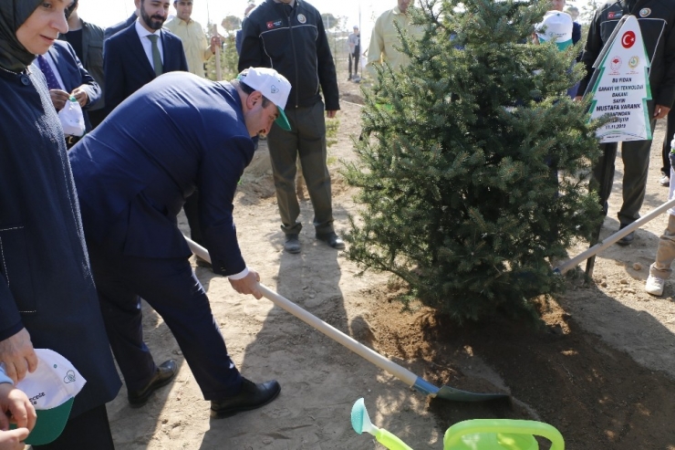Bakan Varank: “Gezi Parkı’nda Birkaç Ağaç İçin Sokağa Çıkanların Artan Orman Varlıkları İle İlgili Tek Bir Sözünü Duyamazsınız"