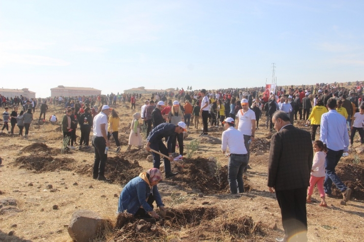 Şanlıurfa’da ‘Geleceğe Nefes’ İçin On Binlerce Ağaç Dikildi