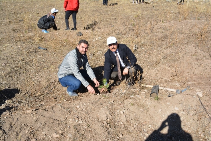 Sarıkamış’ta 700 Kişilik Ekiple 9 Bin Fidan Dikildi