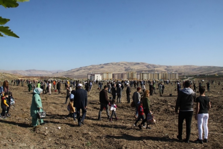 Siirt’te 123 Bin Fidan Toprakla Buluştu