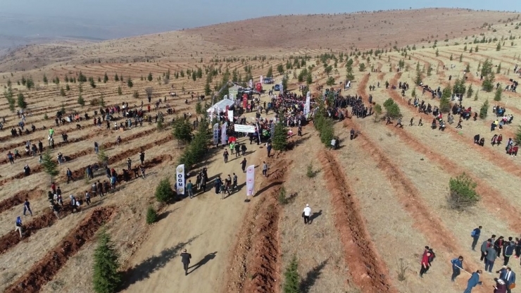 Kırıkkale’de 71 Bin Fidan Toprakla Buluşturuldu