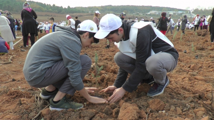 Kocaeli’de Yangında Kül Olan Alana 63 Bin Fidan Dikildi