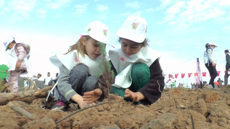 Kocaeli’de Yangında Kül Olan Alana 63 Bin Fidan Dikildi