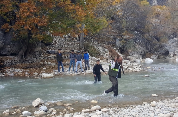 Gençler Ve Ekipler Seferber Oldu, Tüm Çabaya Rağmen Yaban Keçisi Kurtarılamadı