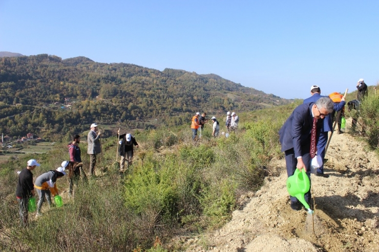 Türkeli’de 5 Bin Fidan Toprakla Buluştu