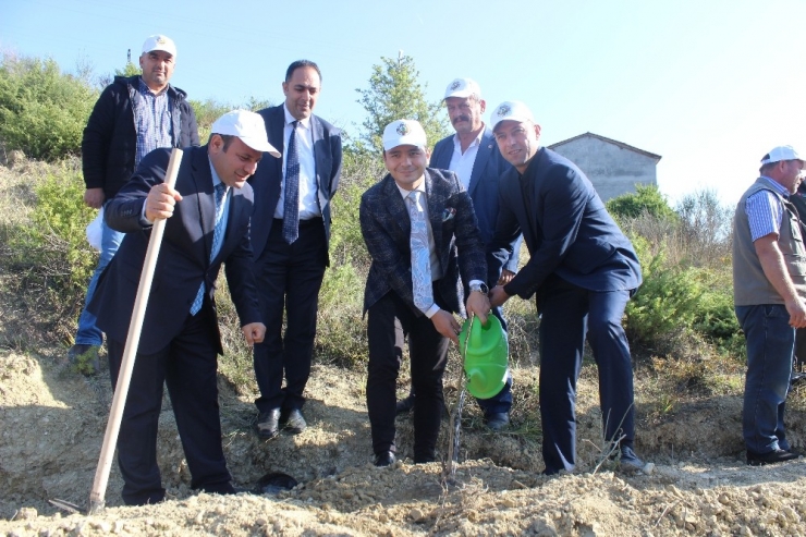 Türkeli’de 5 Bin Fidan Toprakla Buluştu