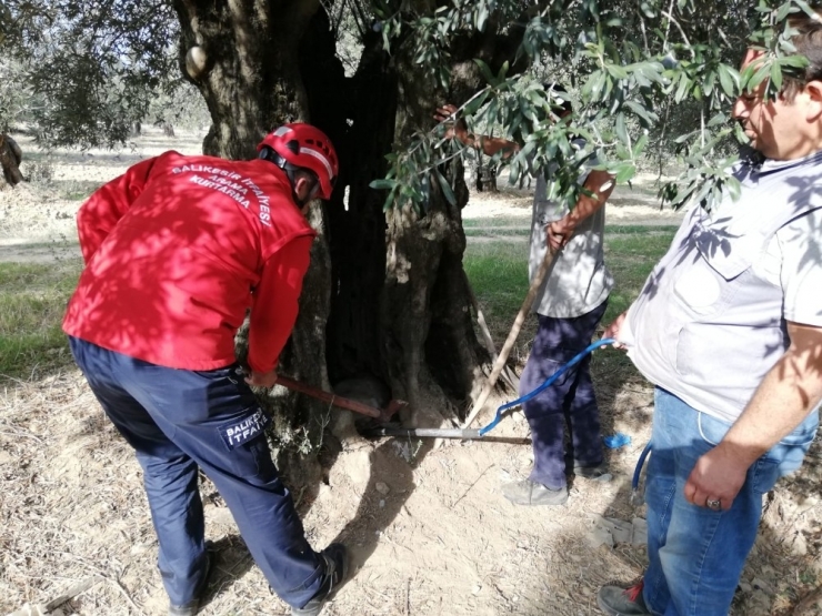 Zeytin Ağacının İçinde Mahsur Kalan Köpek Yavrularını İtfaiye Kurtardı, Anneleri İse Öldü