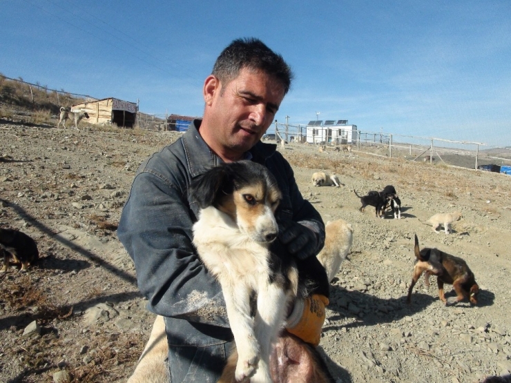 Her Gün 250 Köpeğin Bakımını Üstleniyor