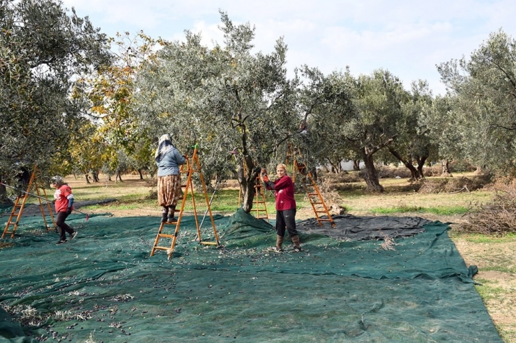 Vali Zeytin Hasadı Yaptı