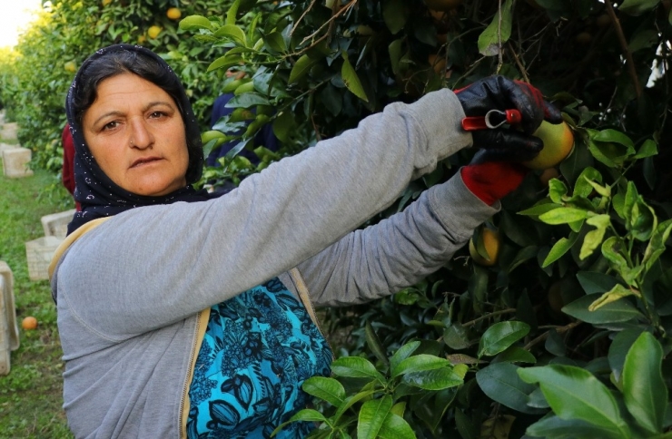 İhracatlık Greyfurtta Hasat Başladı