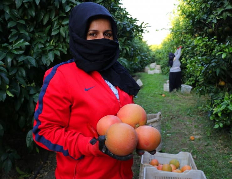İhracatlık Greyfurtta Hasat Başladı