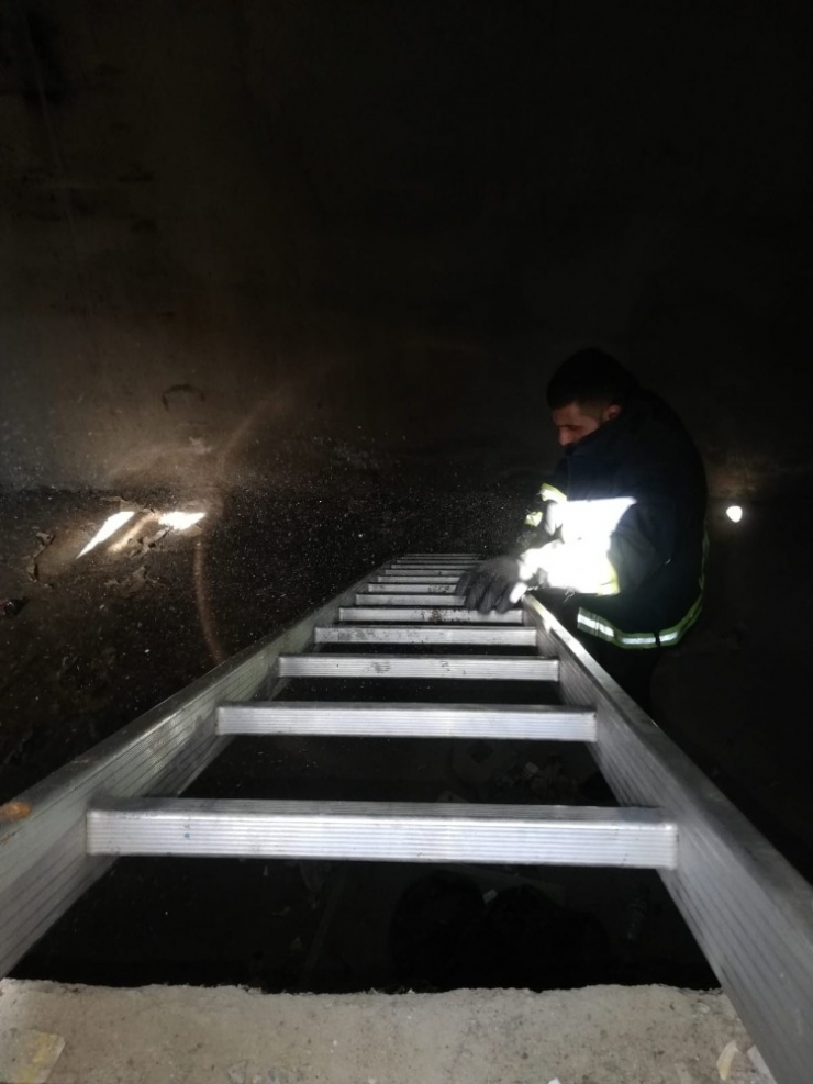 Zorda Kalan Sokak Hayvanlarını İtfaiye Ekipleri Kurtardı