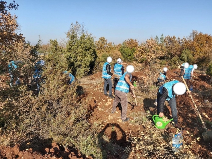 Adalet Ormanı’na Hükümlüler Tarafından 300 Fidan Dikildi