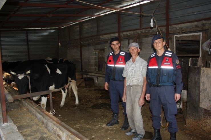 Ümidini Kestiği 4 İnek Ve 1 Buzağıya 1 Gün Sonra Kavuştu