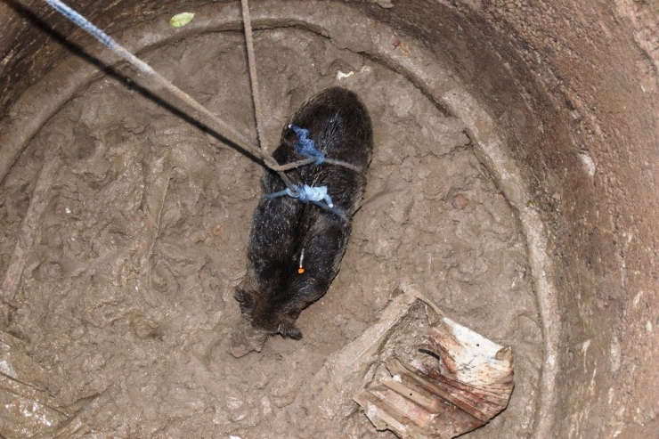 Kuyuya Düşen 100 Kiloluk Domuz Vinç Yardımıyla 6 Saate Kurtarıldı