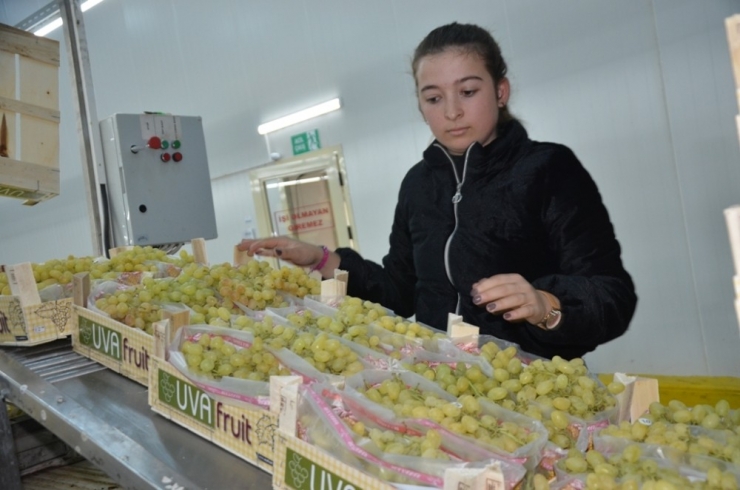 Üzüm Üreticisi Dünyaya Açılmak İçin Hava Kargo İstiyor