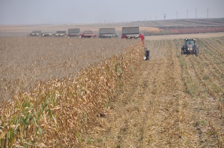 Devasa İşletmede Mısır Hasadı Başladı