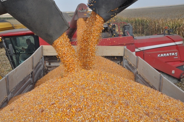 Devasa İşletmede Mısır Hasadı Başladı