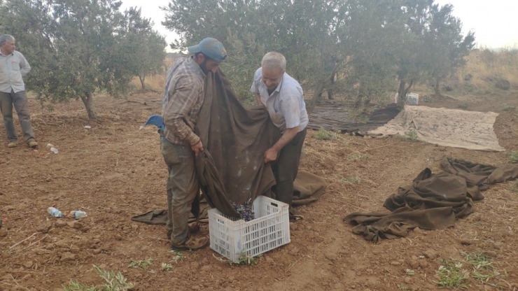 İslahiye’de Zeytin Hasadına Başlandı
