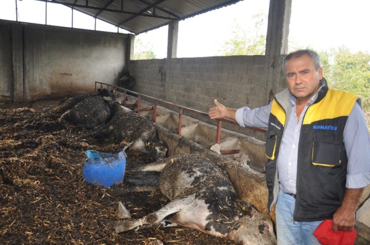 Osmaniye’de Ahır Yandı, 7 Büyükbaş Hayvan Telef Oldu