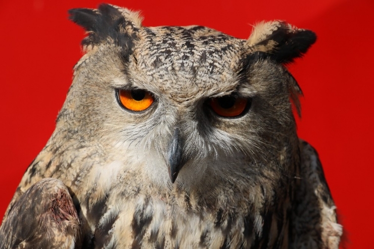 Eve Gizlice Girdi, Görünümüyle Görenleri Şaşırttı