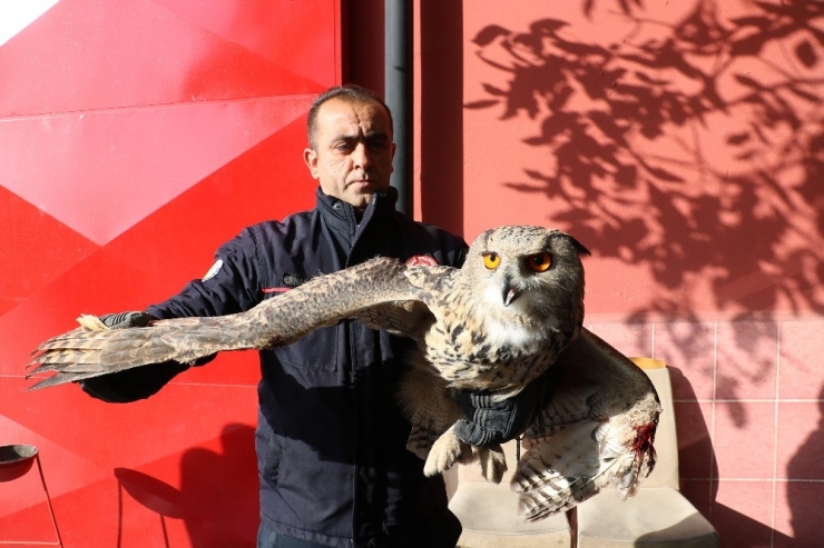 Eve Gizlice Girdi, Görünümüyle Görenleri Şaşırttı