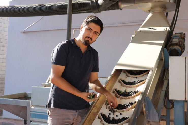 Aile Boyu Zeytinyağı Üretiyorlar