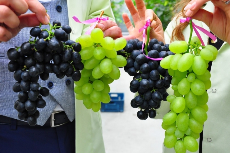 Üzümde İkinci Hasat Hayali Gerçek Oldu