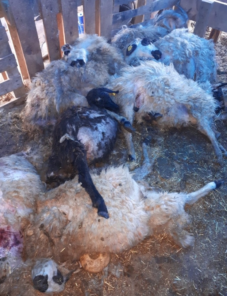 Kurtlar 30 Koyun Ve Kuzuyu Telef Etti