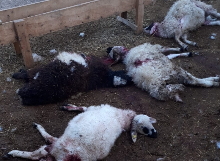 Kurtlar 30 Koyun Ve Kuzuyu Telef Etti