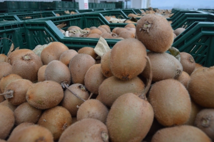 Bataklık Araziden Tonlarca Kivi Hasadına