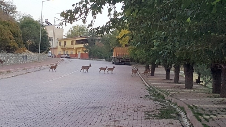 Yaban Keçileri Her Gün O İlçede