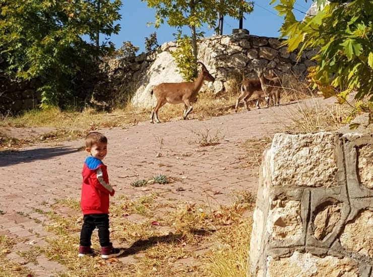 Yaban Keçileri Her Gün O İlçede