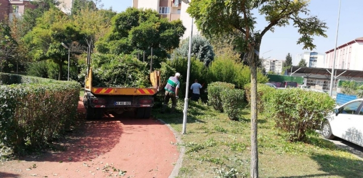 İzmit’te Mevsimlik Budama Çalışmaları Başladı