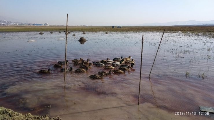 Kaçak Yabani Ördek Avcısı Yakalandı