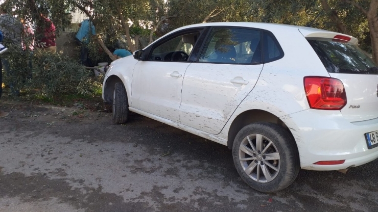 Kazayı Bırakıp Zeytin Topladılar