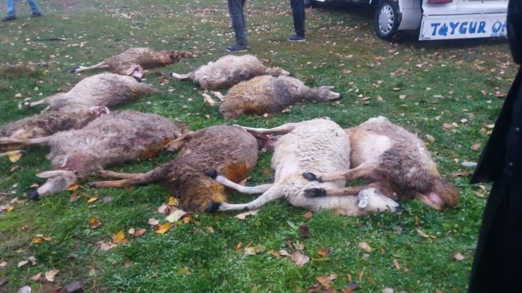 Hırsızların Çaldığı Koyunları Kurtlar Parçaladı