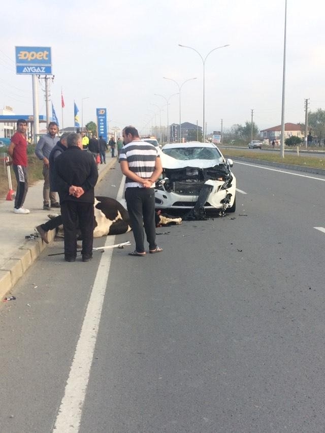 Otomobil Başıboş Gezen İneğe Çarptı