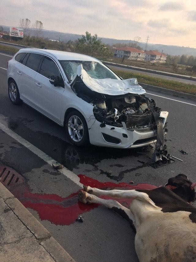 Otomobil Başıboş Gezen İneğe Çarptı