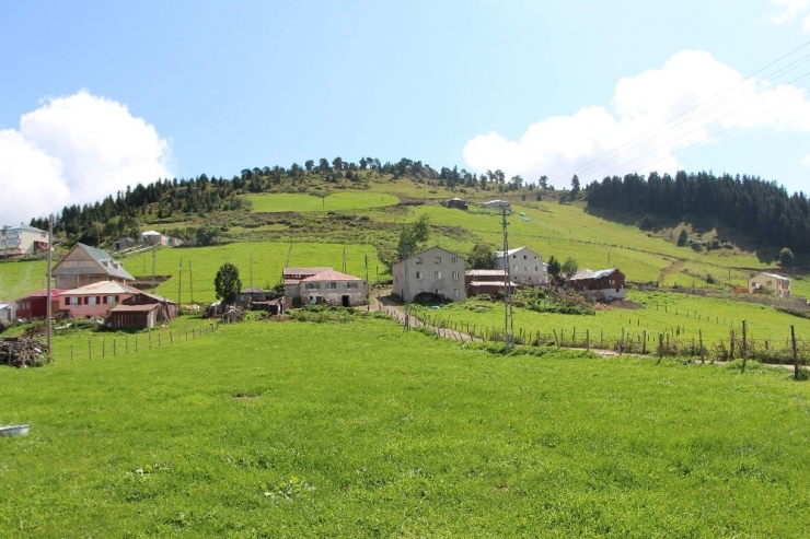 Trabzon’da 3 Ayda 120 Büyükbaş Hayvan Çiçek Hastalığı Yüzünden Telef Oldu