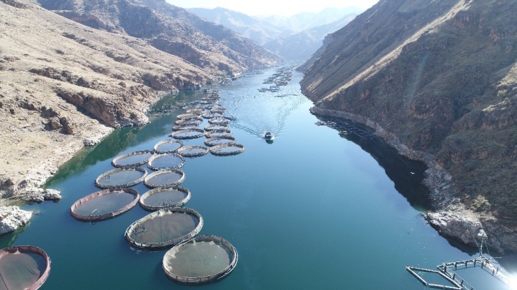 Türkiye’de Ençok Elazığ’da Üretilen Alabalık 18 Bin Tona, Somon Bin Tona Yükseldi
