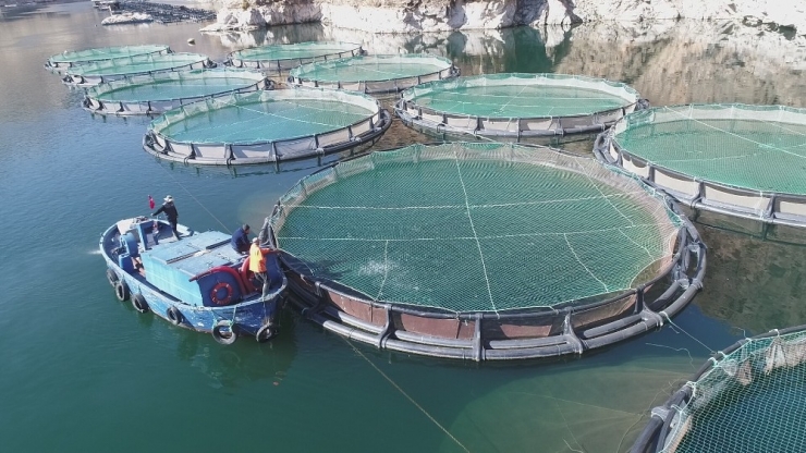 Türkiye’de Ençok Elazığ’da Üretilen Alabalık 18 Bin Tona, Somon Bin Tona Yükseldi