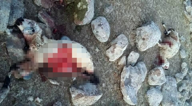 Kurtlar Sürüye Daldı, 20 Koyun Telef Oldu