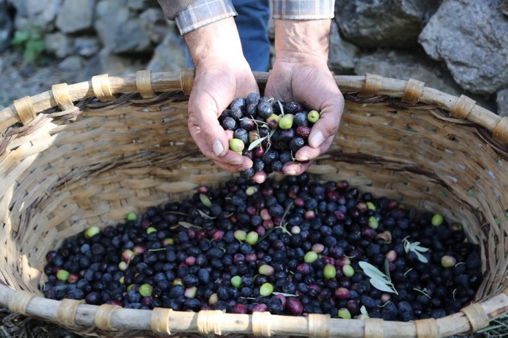 Bu Zeytin Türkiye’nin Kuzeydoğusu’nun En Uç Noktasında Yetişiyor