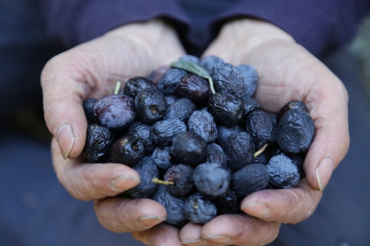 Bu Zeytin Türkiye’nin Kuzeydoğusu’nun En Uç Noktasında Yetişiyor
