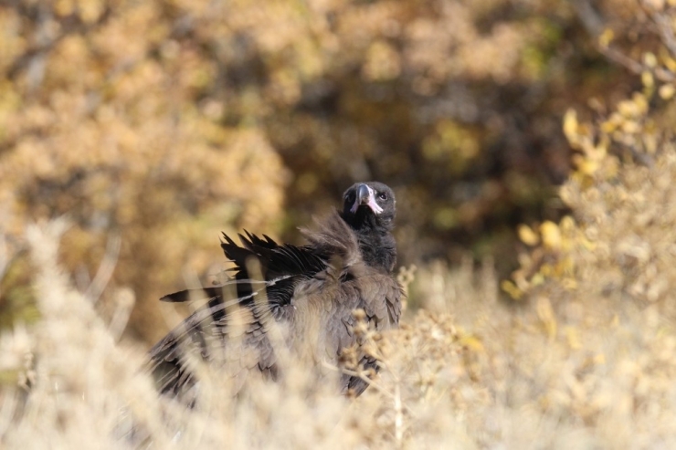 Dünyanın En Tehlikeli Yırtıcılarından, Akbaba Yakından Görüntüledi