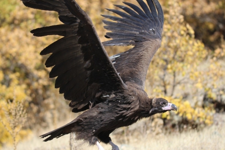 Nesli Tehlike Altında Olan Kara Akbaba Erzincan’da Görüntülendi